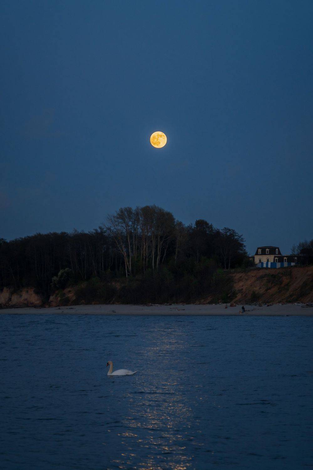 *. Автор: Dmitry Popoff балтийское_море, ночь, луна, лебедь, Dmitry Popoff