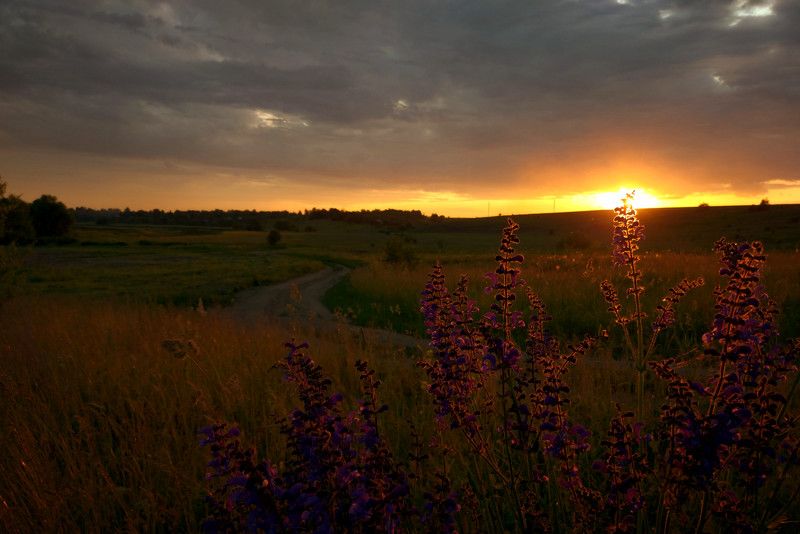 лето, закат, деревня, луг, дорога, поле, цветы Деревенский летний вечер.photo preview