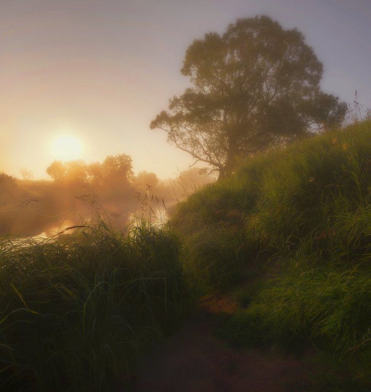 Встречая рассвет у старого дуба.photo preview