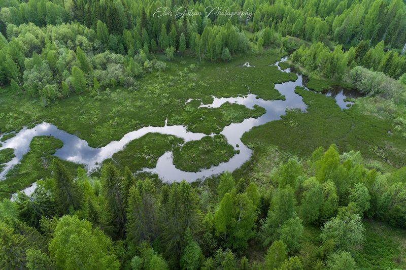 Сказки заповедного лесаphoto preview