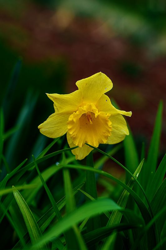 цветочекphoto preview