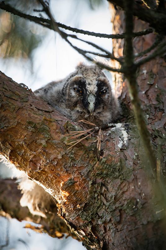 совенок ушастой совы сосна лето Совёнок ушастой совыphoto preview
