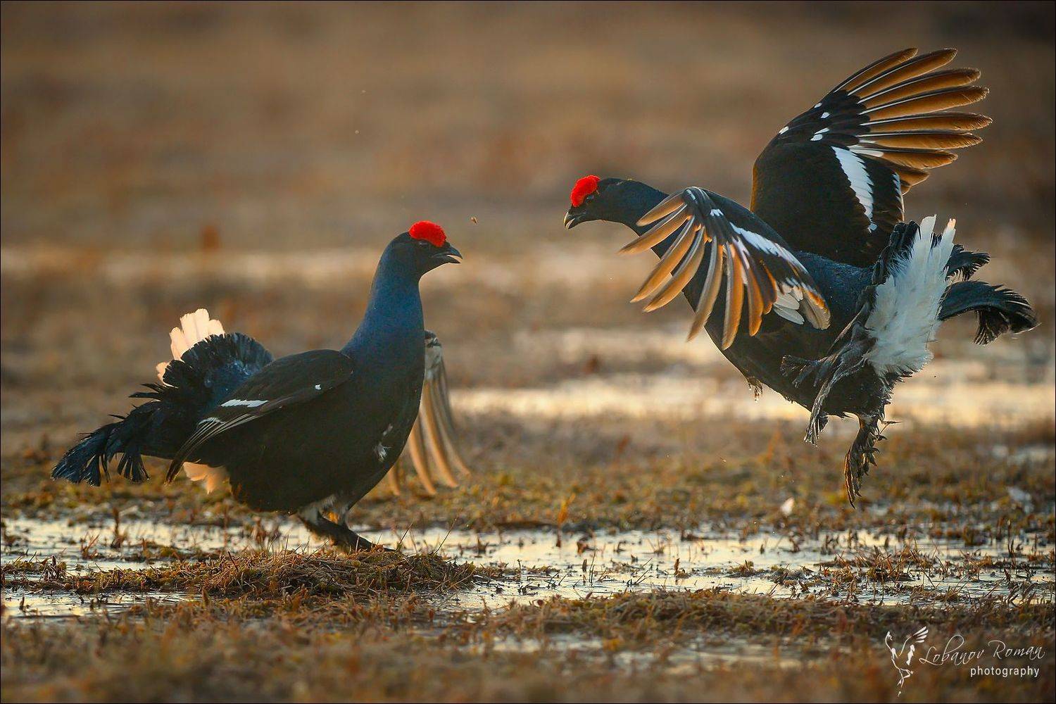 , Роман Лобанов