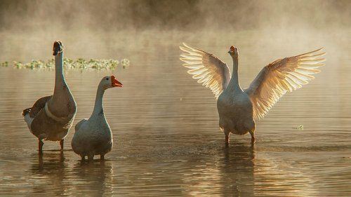 misty morning