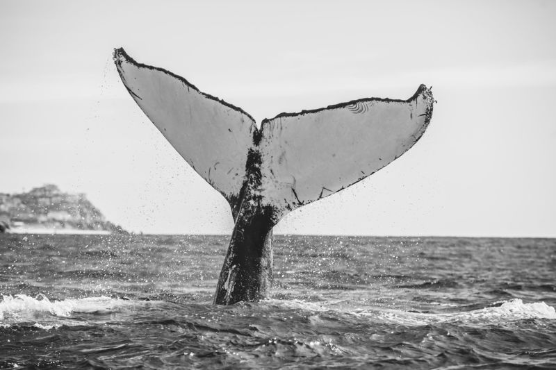 Humpback Whale, Wild Life, Baja California Sur, Pacific Ocean, Ballena Jorobada, Oceano Pacifico  El Coloso de los Maresphoto preview