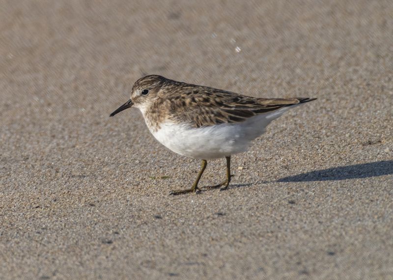 мурмаская область, териберка, птицы, белохвостый песочник Белохвостый песочникphoto preview