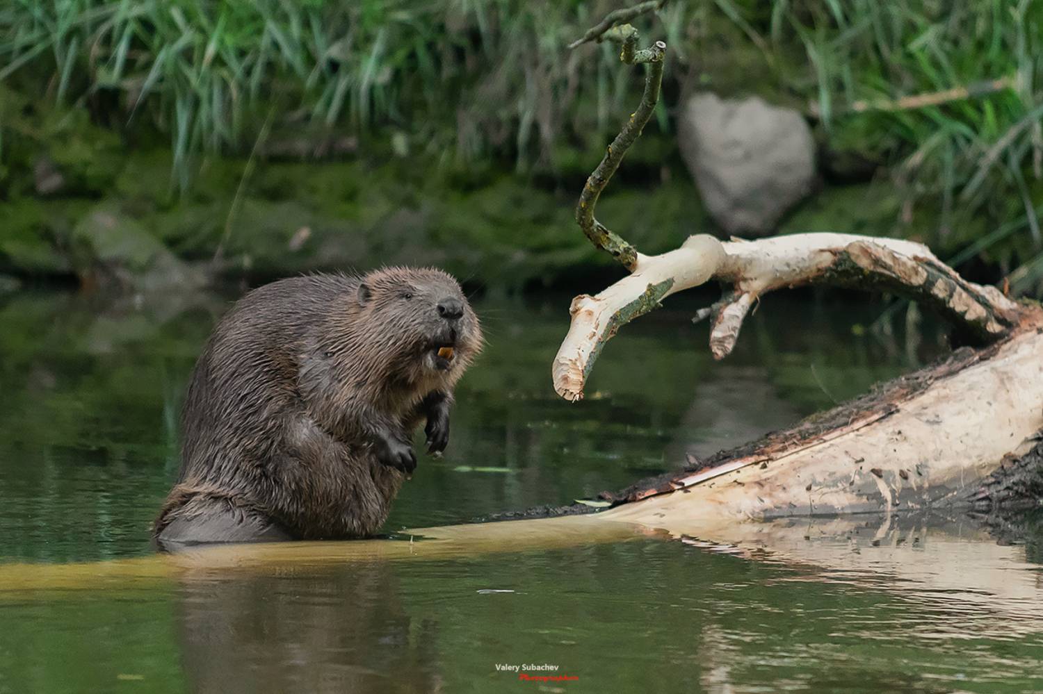 Это не Я. Автор: Валерий Субачев , Валерий Субачев
