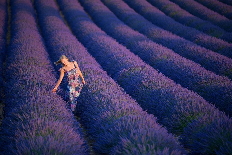 лаванда Лавандовые мечтыphoto preview