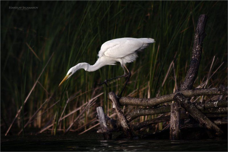 белая цапля, цапля, охота, присада, птицы Прицельная охотаphoto preview