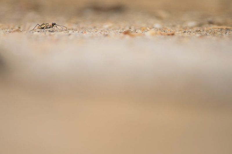 макро, жук, насекомое, жужелица, скакун, Сиваш, соль, озеро, lake, macro, crimea, russia, wildlife, bug, salt, cicindela, крым, россия, природа, nature Гепардphoto preview