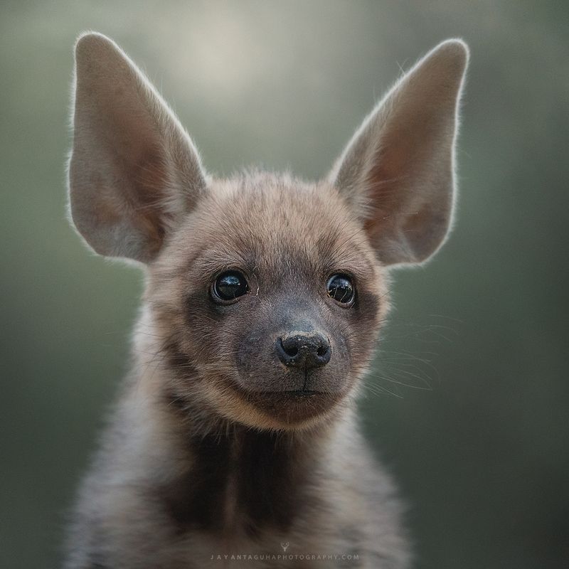 hyenaphoto preview