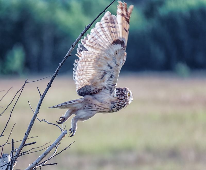 птица, сова болотная, хищник, полёт, Болотная сова (серия)photo preview