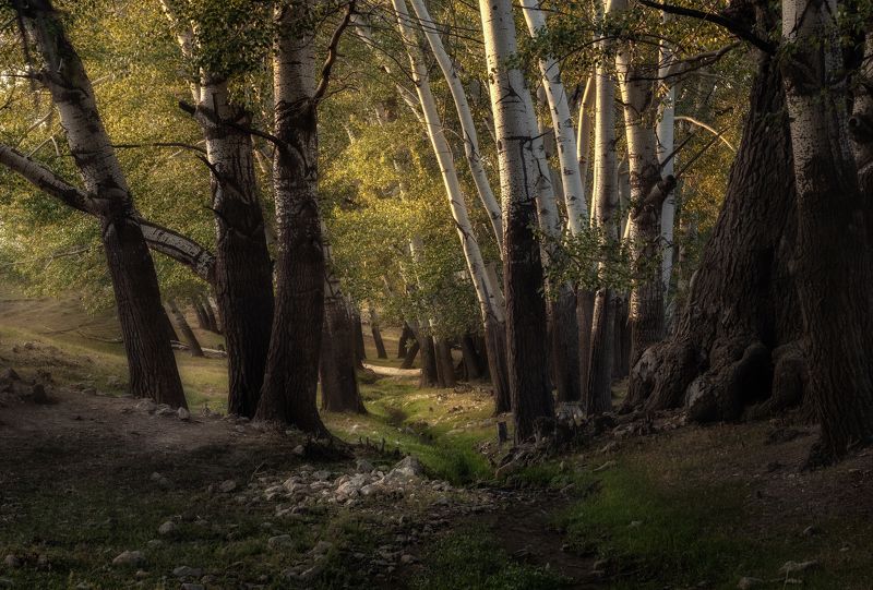 Дом лесных эльфовphoto preview