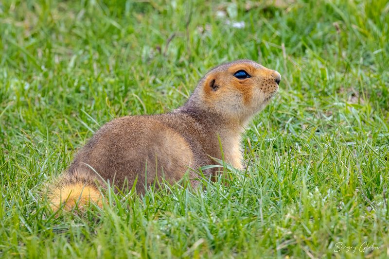 суслик, животные, грызуны Рыжий сусликphoto preview