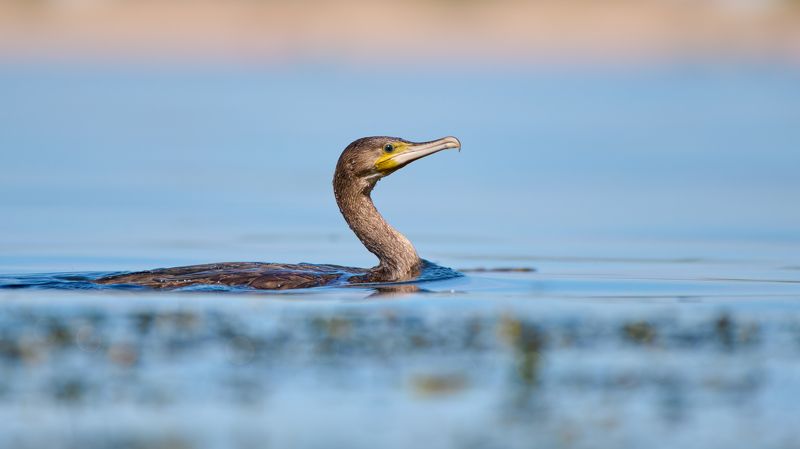 #bird #wildlife #nature #birdphotography Бакланphoto preview