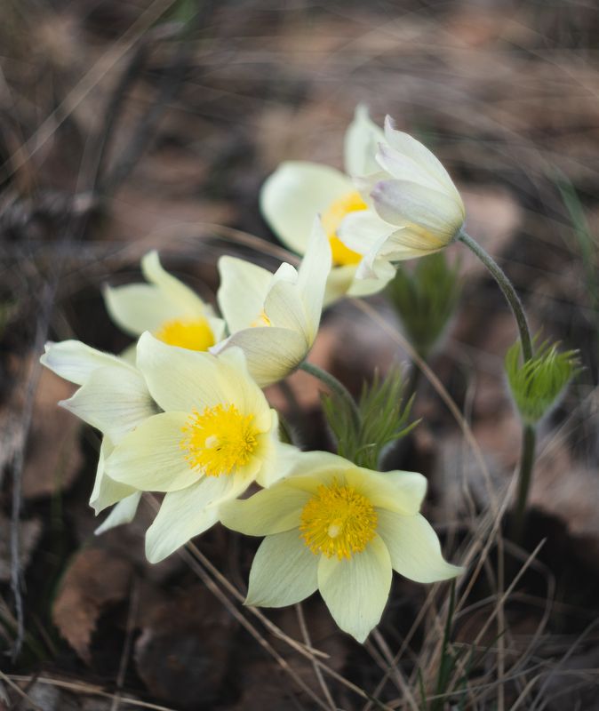 Первоцветыphoto preview