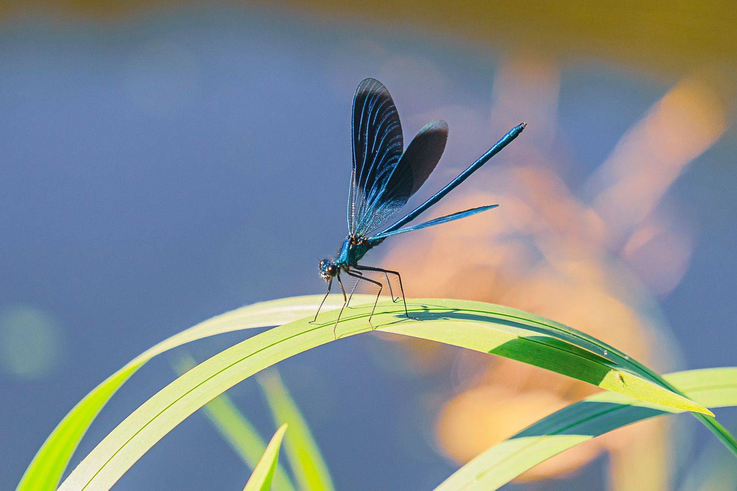 стрекоза красотка, лето, макро,, Николай Бологов