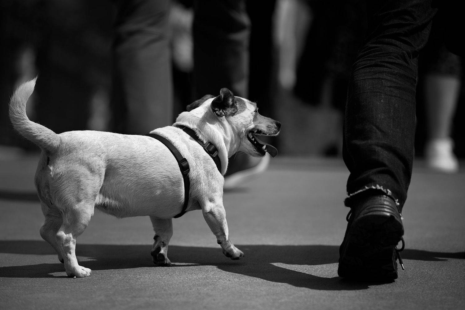 чб фото, городские картинки, собаки в городе, стрит фото, Vera Trandina