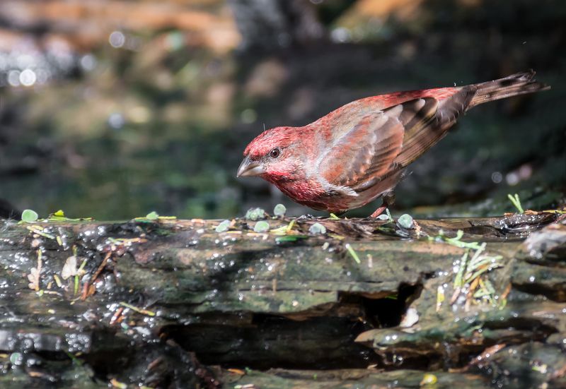 птица, чечевица, красный воробей, купание, ручей, Чечевица. (красный воробей)photo preview