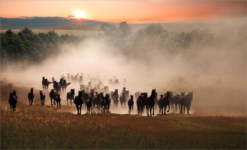 Топот...photo preview