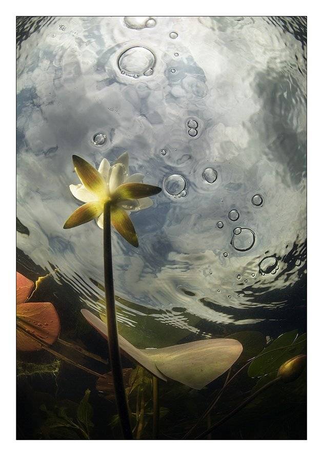 Воздушные шары.... Автор: Нарчук Андрей лилии, воздух, шары, пузыри, кувшинки, озеро и небо, Нарчук Андрей