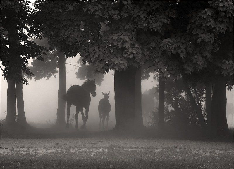 Уходящая натураphoto preview