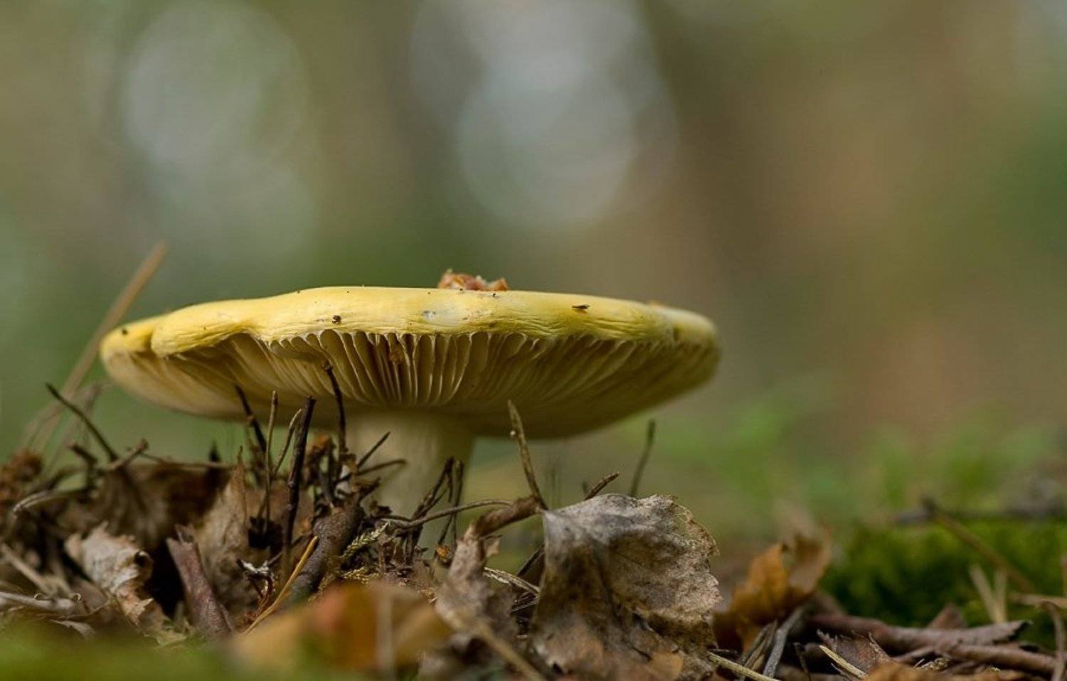 гриб, сыроежка, Юлия