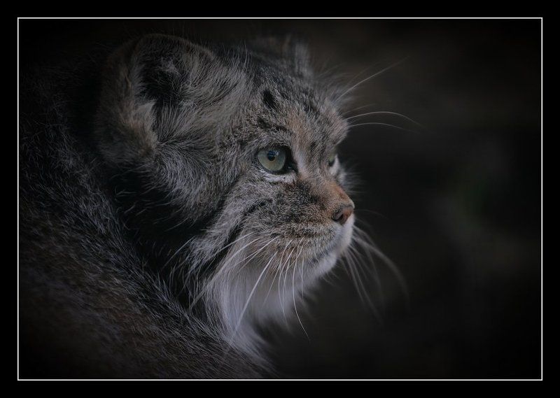 Про Манулаphoto preview