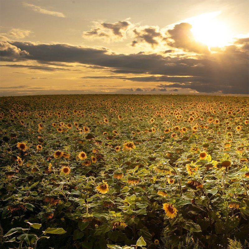 В подсолнухах.photo preview