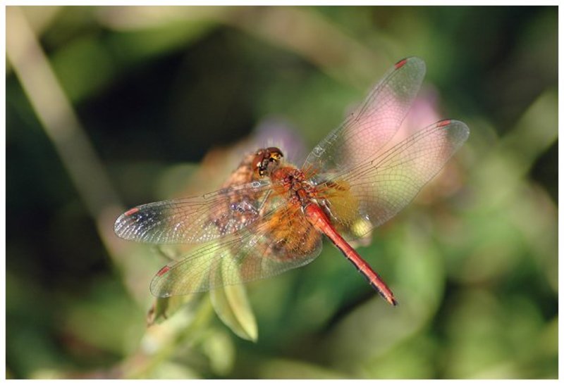 Прозрачнаяphoto preview