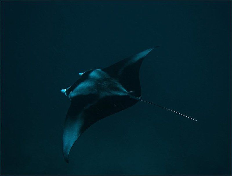 Манта. Мальдивы. Август 2009.photo preview