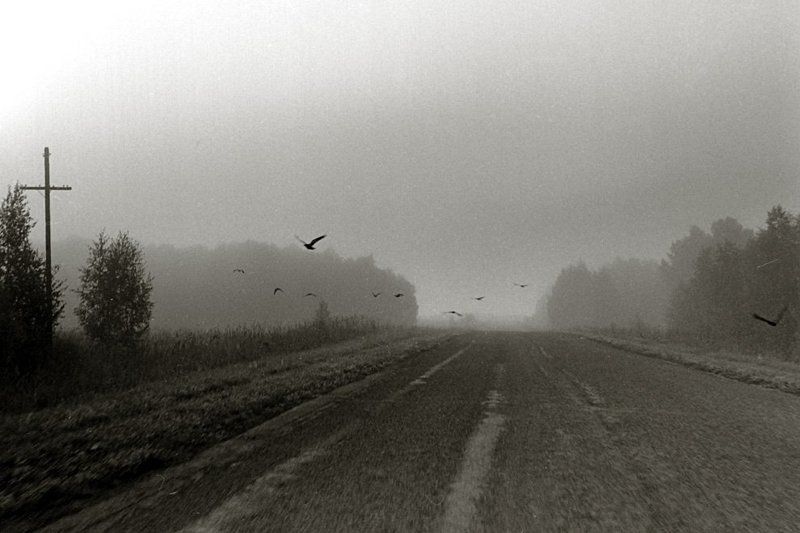 дорога, туман, вороны, kodak400trix Вороныphoto preview