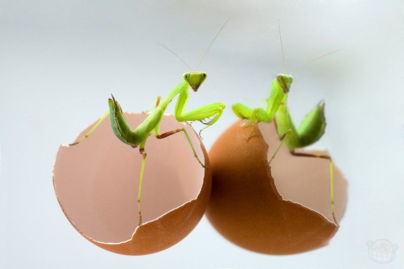 богомол, макро, личинка, скорлупа Я ль на свете всех милее ...photo preview