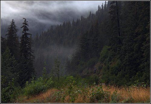 На лесной опушке