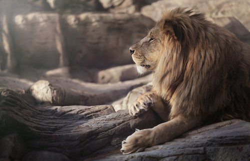 King