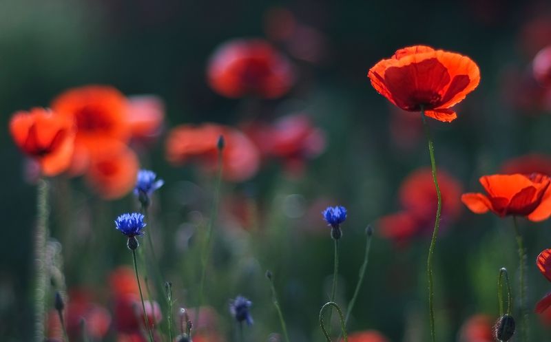 для тех, кто любит, красный мак...photo preview