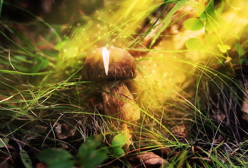Гриб, Грибы, Лес, Приморский край, Природа, Сказочный лес Сказ о том, как рождаются грибыphoto preview