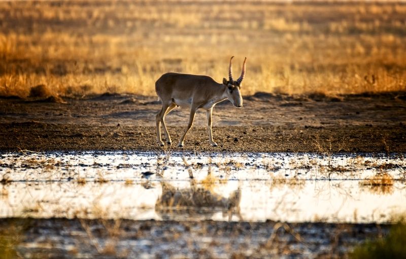 сайгак, степь,утро Красавец сайгакphoto preview