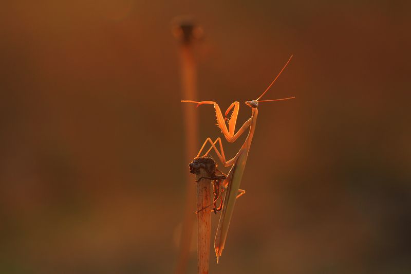 богомол Золотой часphoto preview