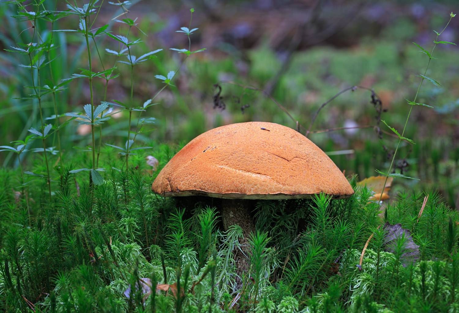 природа, грибы, подосиновик, осень, сентябрь, Борис Новиков