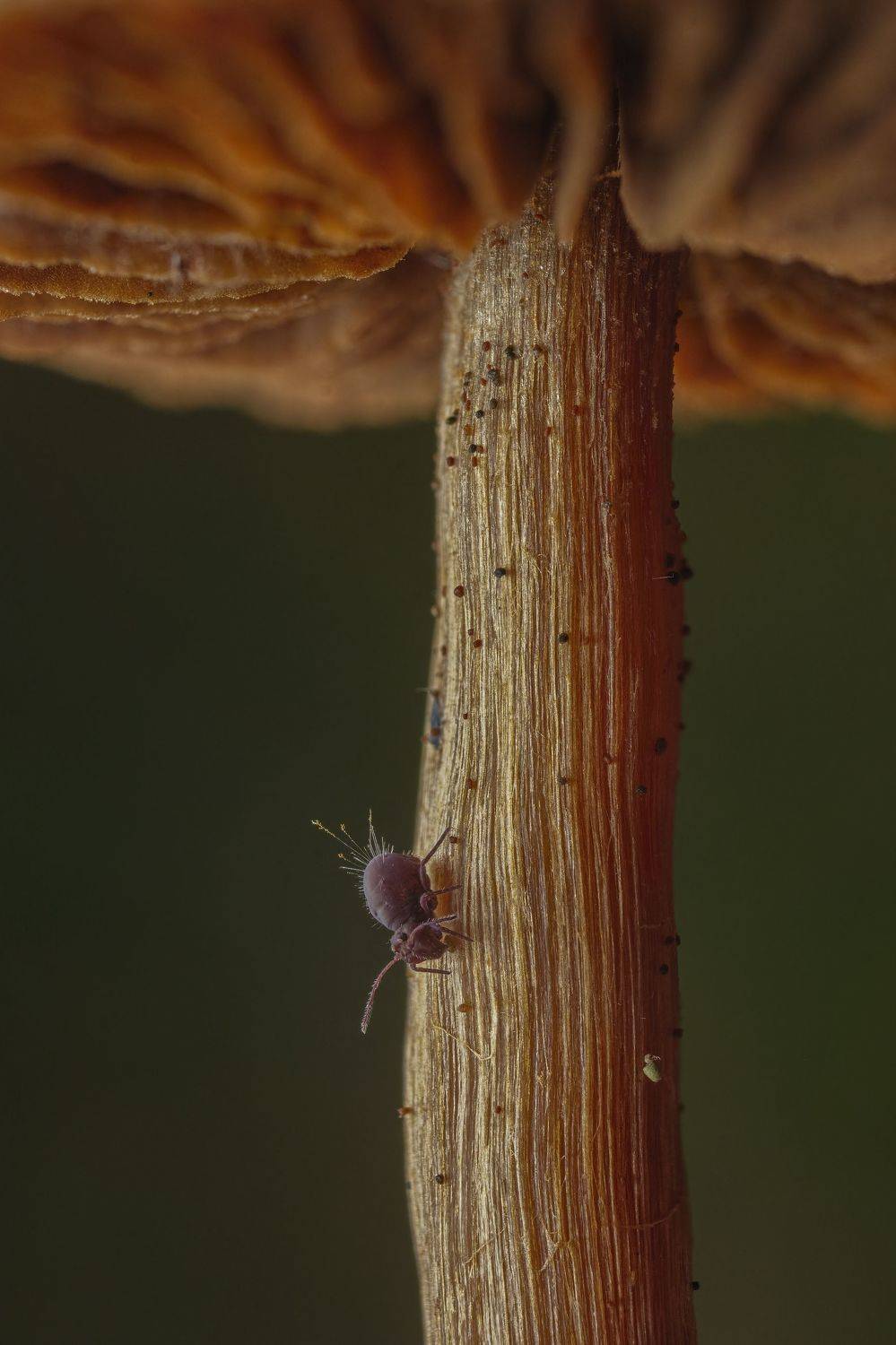 Butt with spikes. Автор: Eimar Kull , Eimar Kull