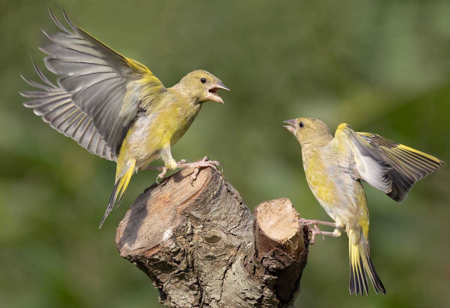 Greenfinches arguing. Автор: MARIA KULA greenfinch, birds, nature< wildlife, action, canon, MARIA KULA