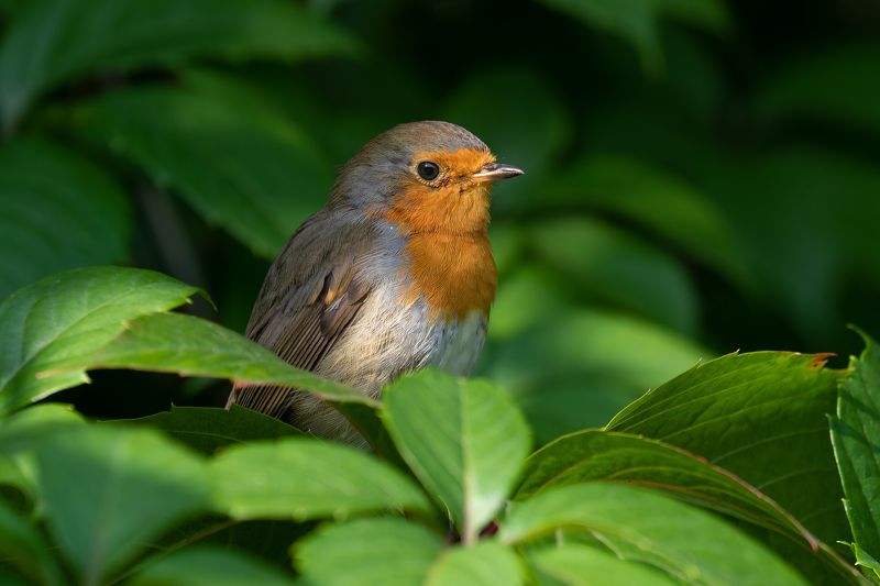 European Robin/Зарянка/Erithacus rubeculaphoto preview