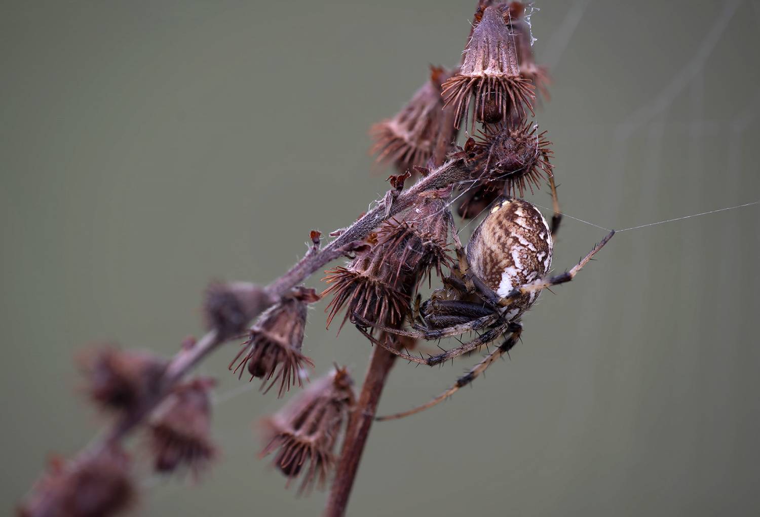 , Александр Земляной