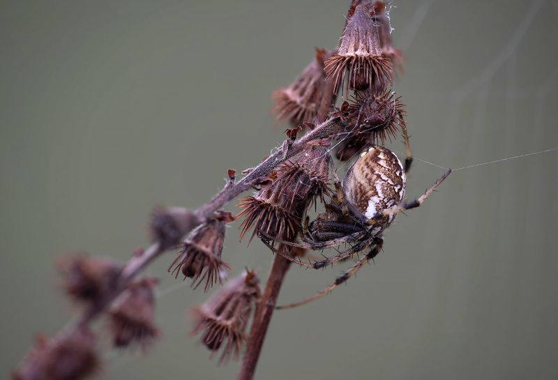 Репешок ...photo preview