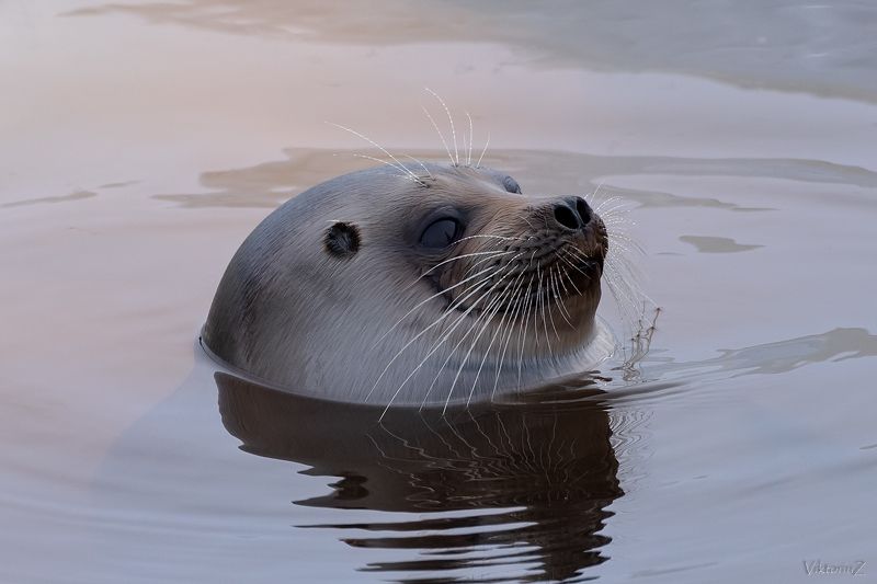 нерпа, порт, зима Нерпаphoto preview