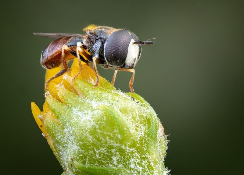 Syrphidaephoto preview