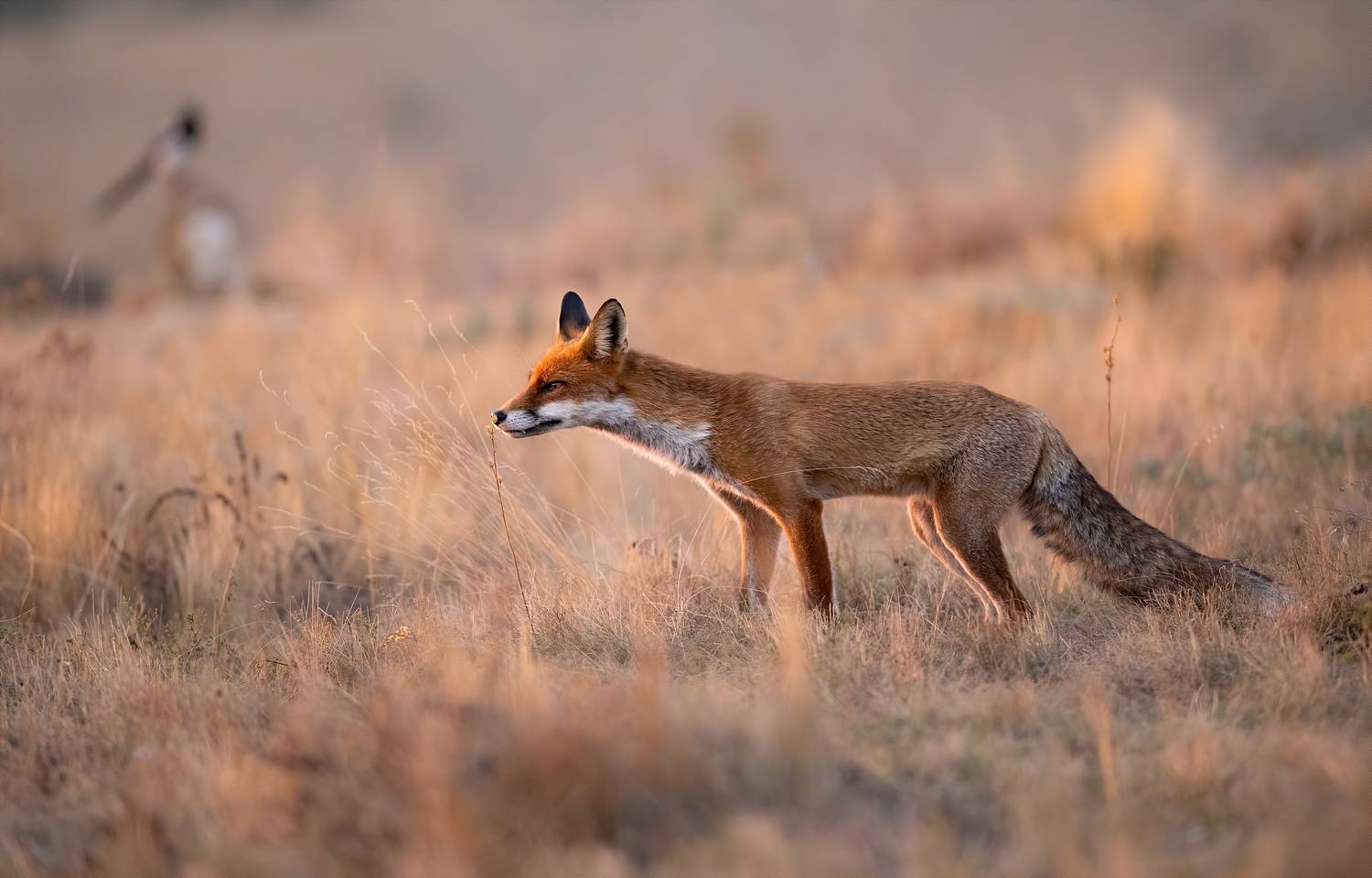 , Мартин Попов