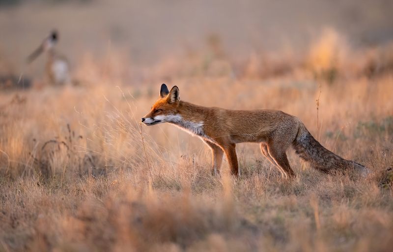 Аромат сухого цветкаphoto preview