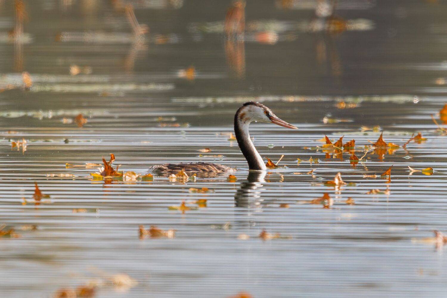 , Гильманов Артур